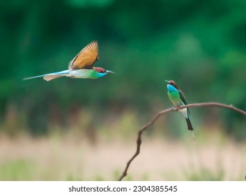 Merops apiaster closeup on a branch, bird, wild bird, bird closeup