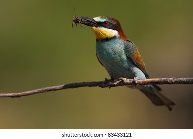 Merops apiaster / European bee-eater - Shutterstock ID 83433121