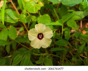 Merremia Is A Genus Of Flowering Plants In The Morning Glory Family.