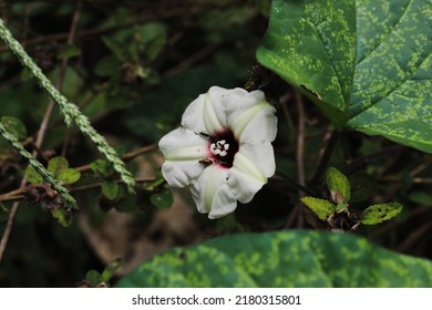 Merremia Is A Genus Of Flowering Plants In The Morning Glory Family, Convolvulaceae