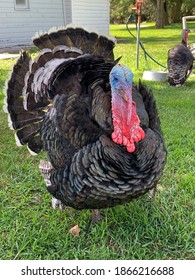 Merriam Wild Turkey In Nebraska Farm Backyard 