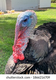 Merriam Wild Turkey In Nebraska Farm Backyard 