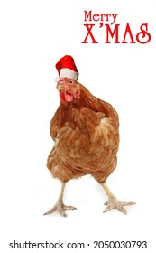 Merry Christmas Animal Card, Chicken With Christmas Hat  