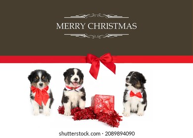 Merry Christmas Card With Australian Sheperd  Dogs