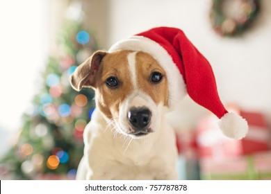 6,505 Jack Russell Christmas Images, Stock Photos & Vectors | Shutterstock