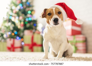 6,505 Jack Russell Christmas Images, Stock Photos & Vectors | Shutterstock