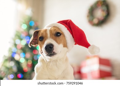 Merry Christmas Dog Jack Russell Terrier Stock Photo 757787887 ...