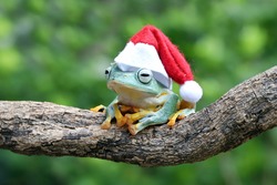 Merry Christmas Greetings From A Flying Frog Wearing A Santa Claus Hat.