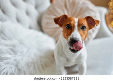 Merry Christmas and Happy New Year. Close-up portrait of The Jack Russell Terrier dog the dog licks its lips, sitting on a white luxurious sofa against the background of golden bokeh - Powered by Shutterstock