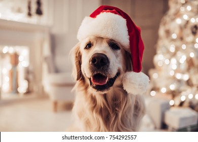 Merry Christmas and Happy New Year! Cheerful dog labrador is sitting in Santa Claus hat. Golden retriever is waiting for the holiday at home.