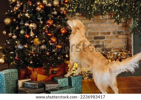 Merry Christmas and Happy New Year. A labrador dog looks in surprise at a decorated Christmas tree and waits for a miracle.