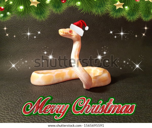 Merry Christmas Royal Python Happy Christmas Stock Photo (Edit Now