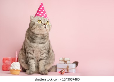 Merry kitty, birthday. Banner, anniversary or holiday