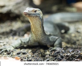 Mertens Water Monitor Images Stock Photos Vectors Shutterstock