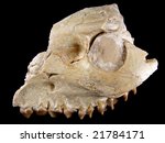 Merycoidodon sp. (jaw and skull section from extinct North American 