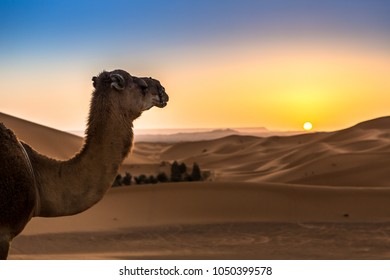 Merzouga In The Sahara Desert In Morocco