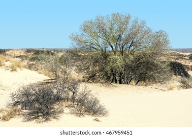 Mescalero Sands North Dune OHV Area (Roswell, NM), US