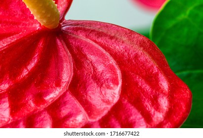 4,133 Flamingo Lily Images, Stock Photos & Vectors | Shutterstock