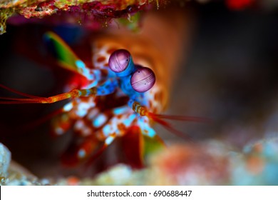 The mesmerising eyes and brilliant colors of the Peacock Mantis Shrimp; this one is on the edge of it's den