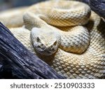 A mesmerizing close-up of an albino Western Diamondback Rattlesnake (Crotalus atrox), showcasing its intricate scale patterns.