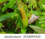 A mesmerizing close-up of a Nepenthes Rafflesiana, also known as the Raffles