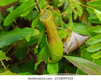 A mesmerizing close-up of a Nepenthes Rafflesiana, also known as the Raffles' Pitcher Plant. This carnivorous plant showcases its unique pitcher-shaped leaves, designed to attract and capture insects  - Powered by Shutterstock