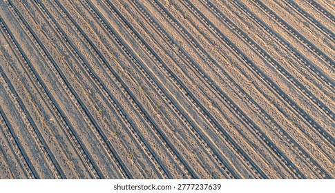 Mesmerizing diagonal pattern formed by deeply grooved farm rows taken from a drone emphasizing precise agricultural land management.