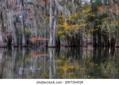 A Mesmerizing Landscape With Trees Reflected In The Water In Great Cypress Swamps, USA