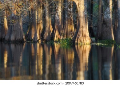 A Mesmerizing Landscape With Trees Reflected In The Water In Great Cypress Swamps, USA