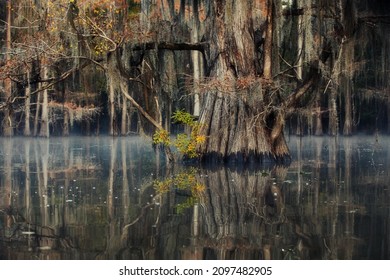 A Mesmerizing Landscape With Trees Reflected In The Water In Great Cypress Swamps, USA