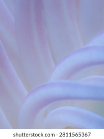 A mesmerizing macro abstract of soft, undulating flower petals, creating gentle curves and lines in pastel shades of lavender, pink, and white