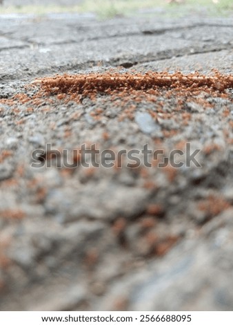 Similar – Image, Stock Photo Macro shot Closeup of brown eyes with reflection