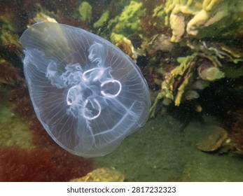 A mesmerizing macro shot of a single common jellyfish, also known as a saucer jelly, floating in the dark depths of the sea. The gelatinous, umbrella-shaped bell shows distinct clover-shaped purple reproductive organs, highlighted by soft ambient lighting that creates an ethereal and serene marine life atmosphere.