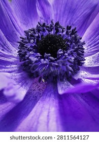 A mesmerizing macro view capturing the intricate texture and vibrant deep purple color of an Anemone flower's petals and dark center stamen cluster in