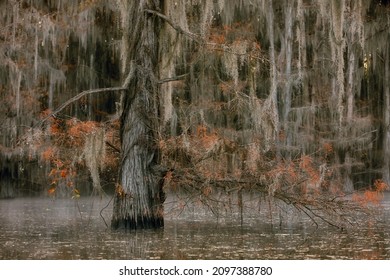 Mesmerizing Nature In Great Cypress Swamps, USA