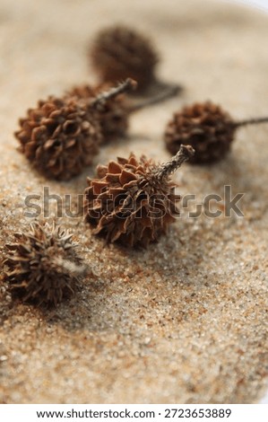 The mesmerizing she oak cones, tiny but Lovable 