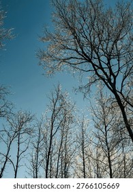 A mesmerizing sight of bare tree branches covered in ice and snow crystals glistening under the sun's rays in a clear winter sky.