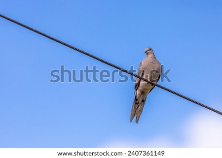 Mesmerizing Sri Lankan Rock Pigeon in search of his companion! Perched majestically on a wire, this remarkable bird exudes grace while scanning the surroundings for his partner. Foto stock © 