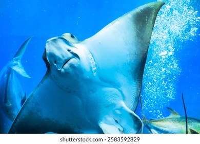A mesmerizing stingray glides gracefully through the clear waters of a South African aquarium