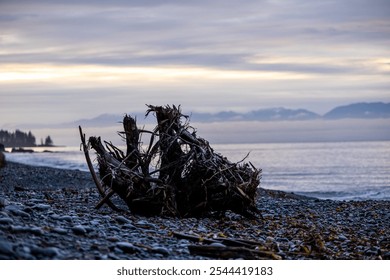 A mesmerizing sunset overlooking driftwood on a rocky beach at Vancouver Island, BC, capturing the serene and natural beauty of the coastline against a colorful sky. - Powered by Shutterstock