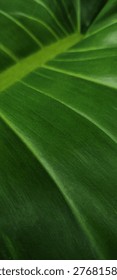 A mesmerizing symphony of light and shadow dancing across the rhythmic curves of a giant lush frond