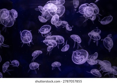 A mesmerizing underwater view of a school of translucent moon jellyfish gracefully swimming in deep blue ocean water, creating a serene and ethereal atmosphere.