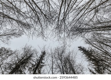  mesmerizing upward view of tall, leafless trees stretching their intricate branches toward a gray winter sky. The natural symmetry creates a captivating and moody forest scene. - Powered by Shutterstock - Get 15% off with code: PIKWIZARD15