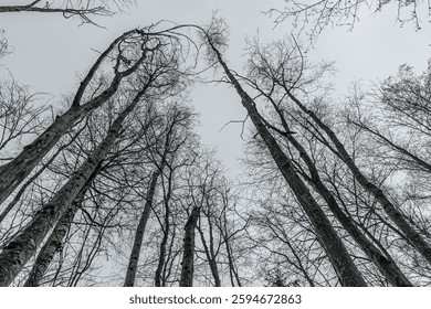  mesmerizing upward view of tall, leafless trees stretching their intricate branches toward a gray winter sky. The natural symmetry creates a captivating and moody forest scene. - Powered by Shutterstock - Get 15% off with code: PIKWIZARD15