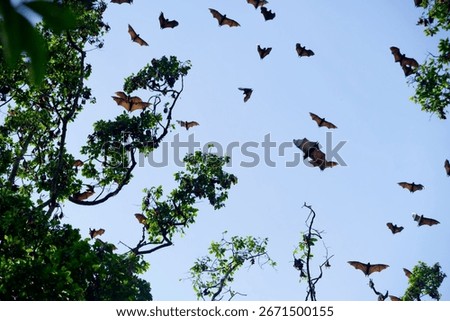 A mesmerizing view of bats soaring in the twilight sky above vibrant green trees. This captivating scene showcases the beauty of nature's nocturnal wildlife.