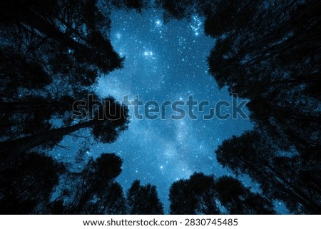 A mesmerizing view from below, looking up through the silhouettes of tall trees towards a vast, star-filled night sky.