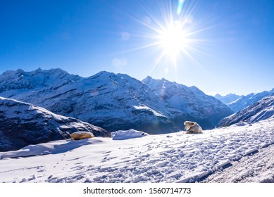 Mesmerizing view en-route to snow covered Rohtang pass of Pir Panjal himalayas mountain range on leh Manali highway, Himachal Pradesh, India. - Shutterstock ID 1560714773