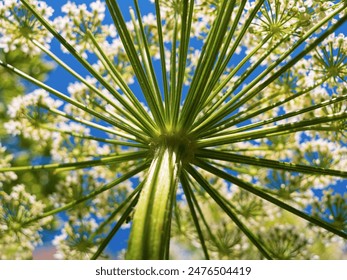 The mesmerizing view of green Hogweed plant wildflower stem and delicate white blossoms against a bright blue sky, a close-up shot from below. - Powered by Shutterstock