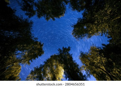 A mesmerizing view looking up through tall trees at a star-filled night sky with visible star trails, creating a sense of wonder and the vastness of the universe.