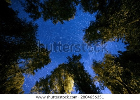 A mesmerizing view looking up through tall trees at a star-filled night sky with visible star trails, creating a sense of wonder and the vastness of the universe.